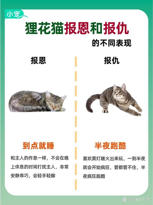 不携带任何御魂的狸猫能附加哪种控制效果?