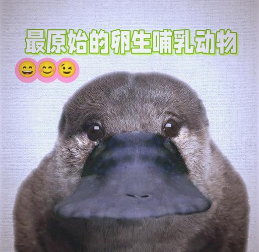 我的世界陷阱箱怎么用?